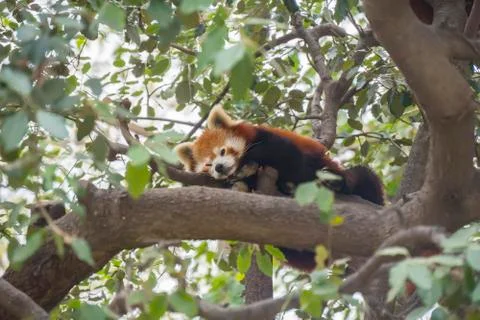 Red panda sleeping on the branches of a tree, Ailurus fulgens Stock Photos