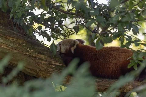 Red panda sleeping peacefully on a thick tree branch in a forest Stock Photos