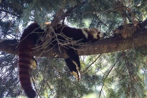 Red panda sleeping peacefully on a tree branch surrounded by pine needles Stock Photos