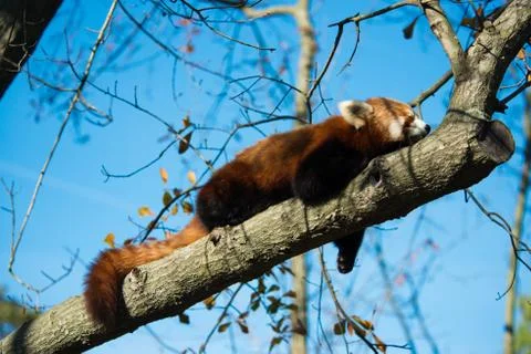 Red Panda Sleeping Stock Photos