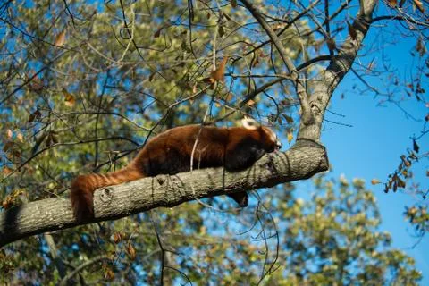Red Panda Sleeping Stock Photos