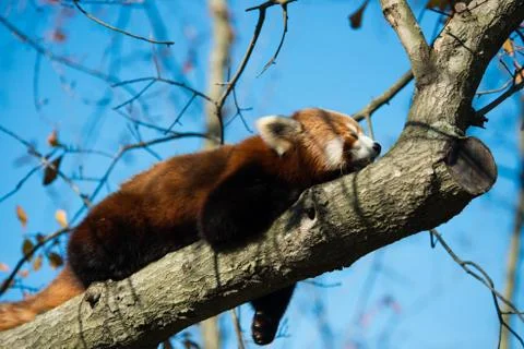 Red Panda Sleeping on Tree Branch Foto stock