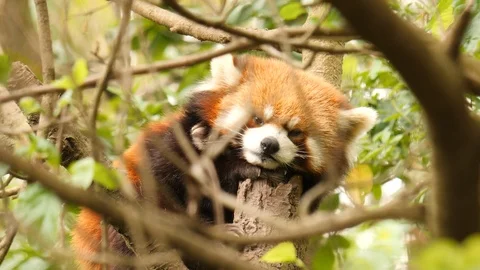 Red panda sleeping in a tree. Closeup. Video stock 109789629