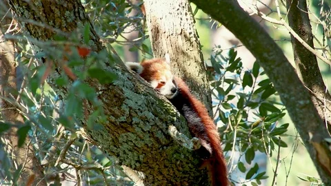 Red Panda Sleeping In Tree Vídeo Stock 81604123