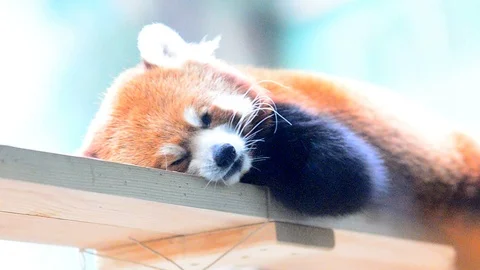 Red panda sleeps Stock Footage 89133803