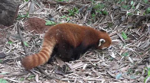 Red Panda sniffing and walking on the ground Stock Footage 39744606