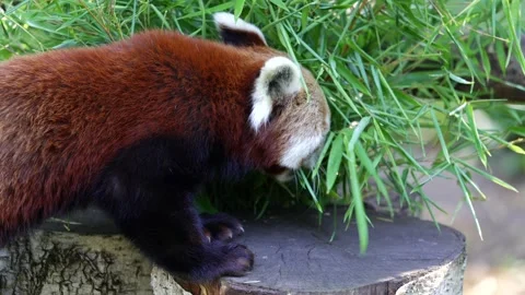 Red Panda Standing Beside Bamboo Foliage on Wooden Platform, Zoo Stock Footage 337096622