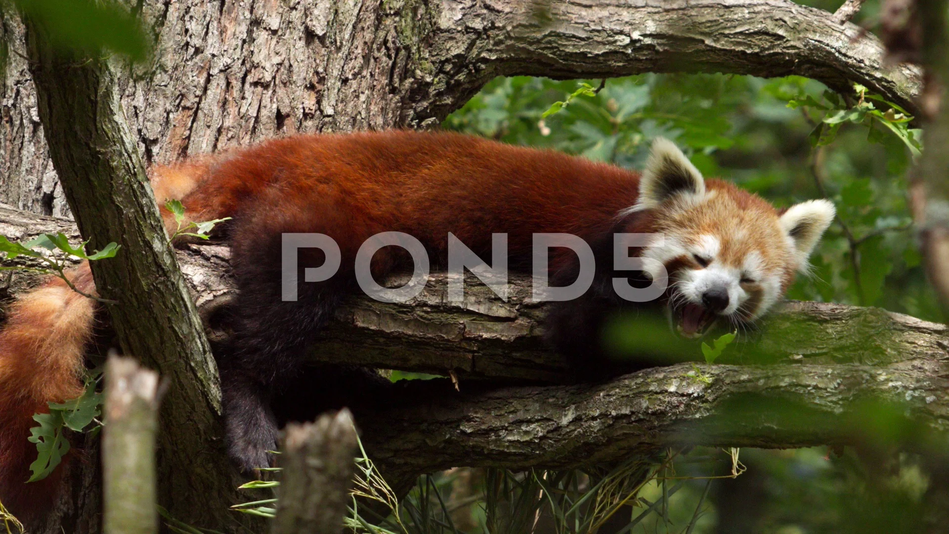 Red Panda Standing On Branch And Looking Stock Video Pond5