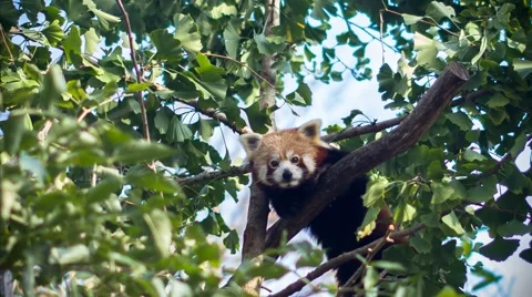 Red panda standing on branch of gingko tree Video stock 46515080