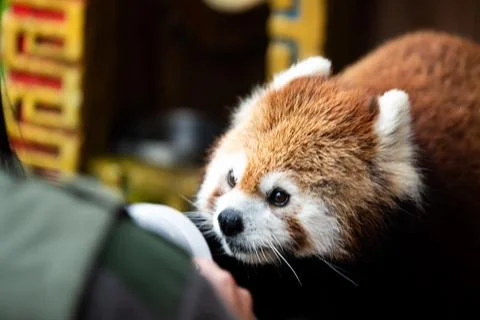 A red panda is standing in front of a group of people Stock Photos