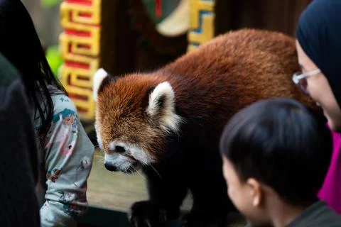 A red panda is standing in front of a group of people Stock Photos