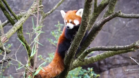 Red panda standing high in a tree looking around, Endangered animal specie fr Stock Footage