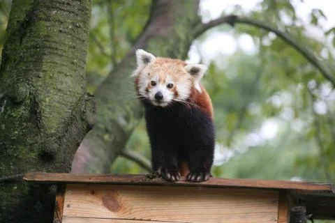 Red panda standing Stock Photos