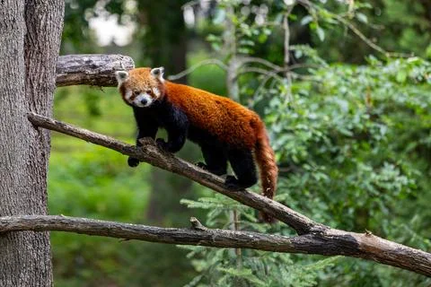 Red panda standing on a tree branch in zoo enclosure with forest vegetation Stock Photos