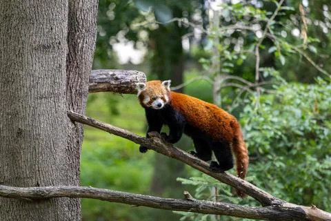 Red panda standing on a tree branch in forest vegetation Stock Photos