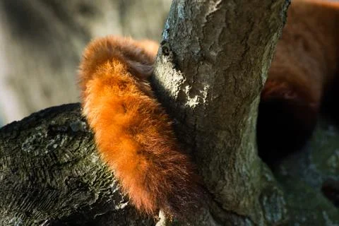 Red Panda Tail Around Tree Branch Close Up Stock Photos