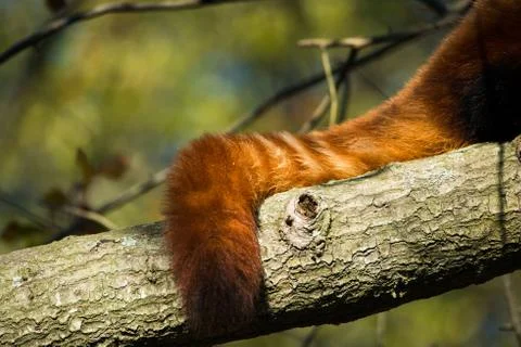 Red Panda Tail Close Up Stock Photos