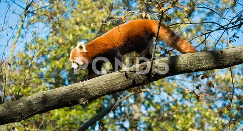 Red Panda on Tree Branch Stock Photos