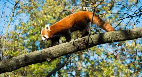 Red Panda on Tree Branch Stock Photos