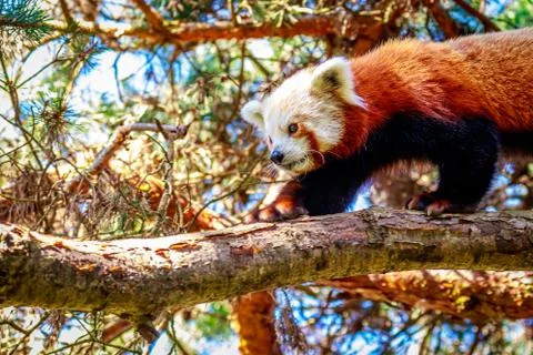 Red Panda on Tree Branch Stock Photos