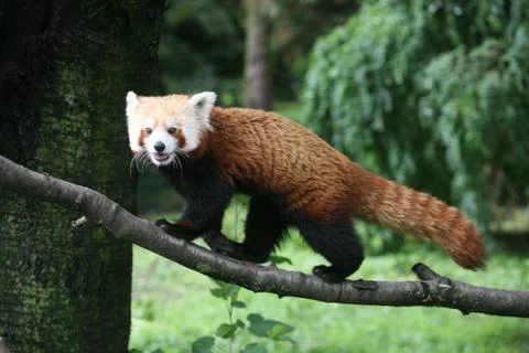 Red panda on the tree branch Stock Photos