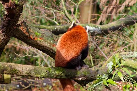 Red Panda on a Tree Branch Stock Photos
