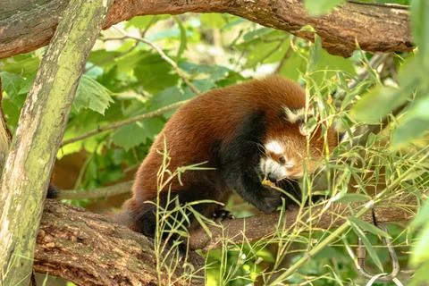 Red Panda on a tree branch Stock Photos