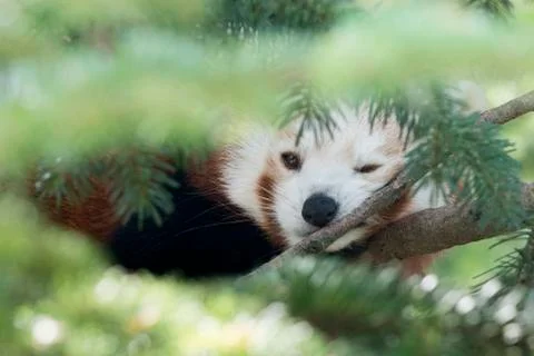 RED PANDA on a tree close up portrait while looking at you Stock Photos