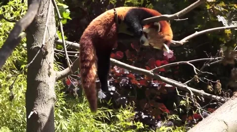 Red Panda in a tree 스톡 동영상 50838242