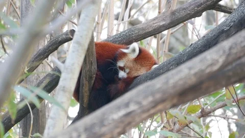 Red panda on tree Stock Footage 94129181