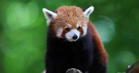 Red panda in the tree Stock Footage 135331842