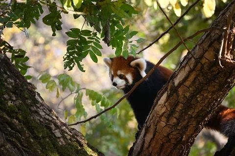 A red panda on the tree looking down in the zoo Stock Photos