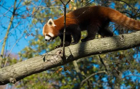 Red Panda in Tree Stock Photos