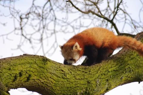 Red panda in tree Stock Photos