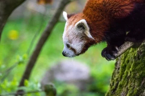 Red panda in a tree Stock Photos