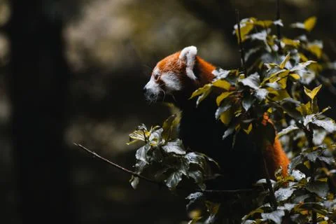 Red Panda in a Tree Stock Photos