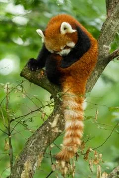 Red panda in the tree Stock Photos