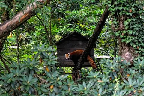 A red panda on a tree Stock Photos