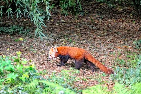 A red panda on a tree Stock Photos