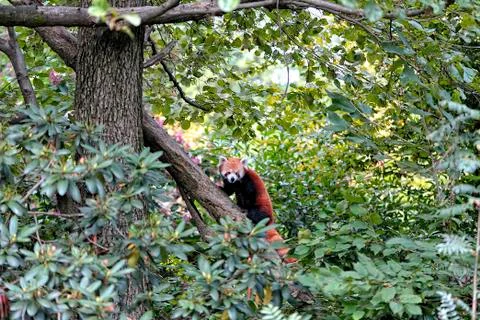A red panda on a tree Stock Photos