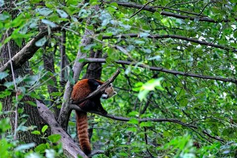 A red panda on a tree Stock Photos