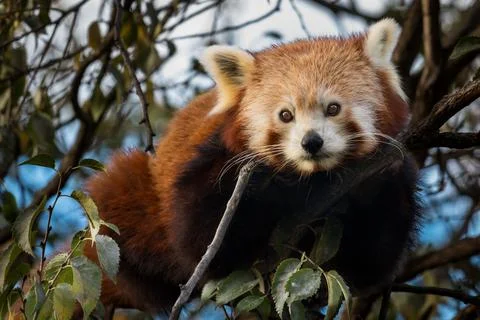 Red Panda in a Tree Stock Photos