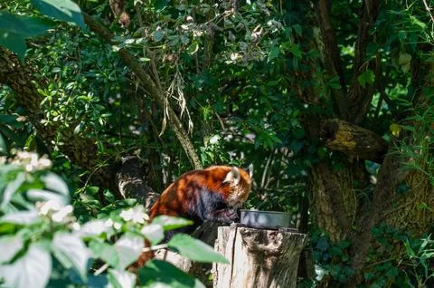 The red panda on a tree Stock Photos