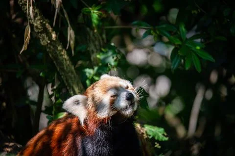 The red panda on a tree Stock Photos