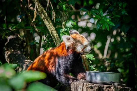The red panda on a tree Stock Photos