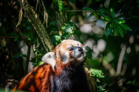 The red panda on a tree Foto stock