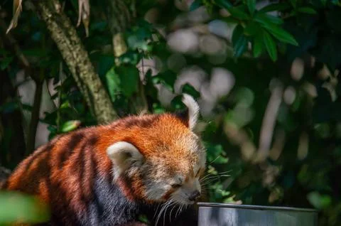 The red panda on a tree Stock Photos