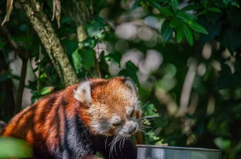 The red panda on a tree Stock Photos