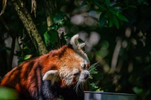 The red panda on a tree Foto stock