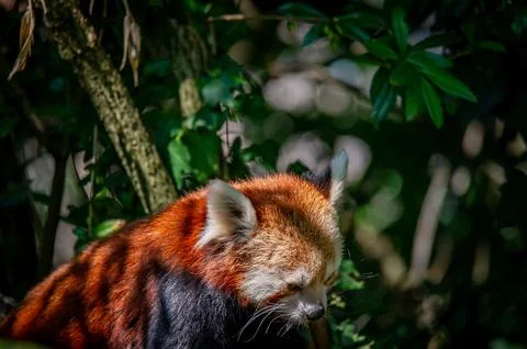 The red panda on a tree Stock Photos
